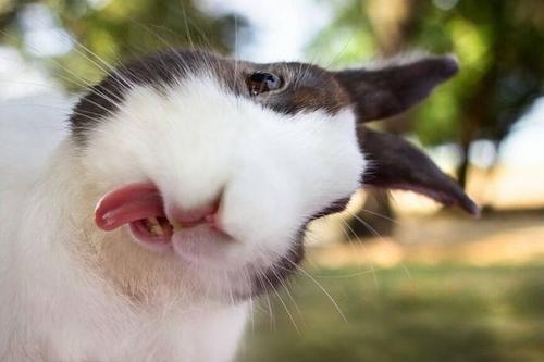 Funny-Rabbit-Showing-Tongue.jpg