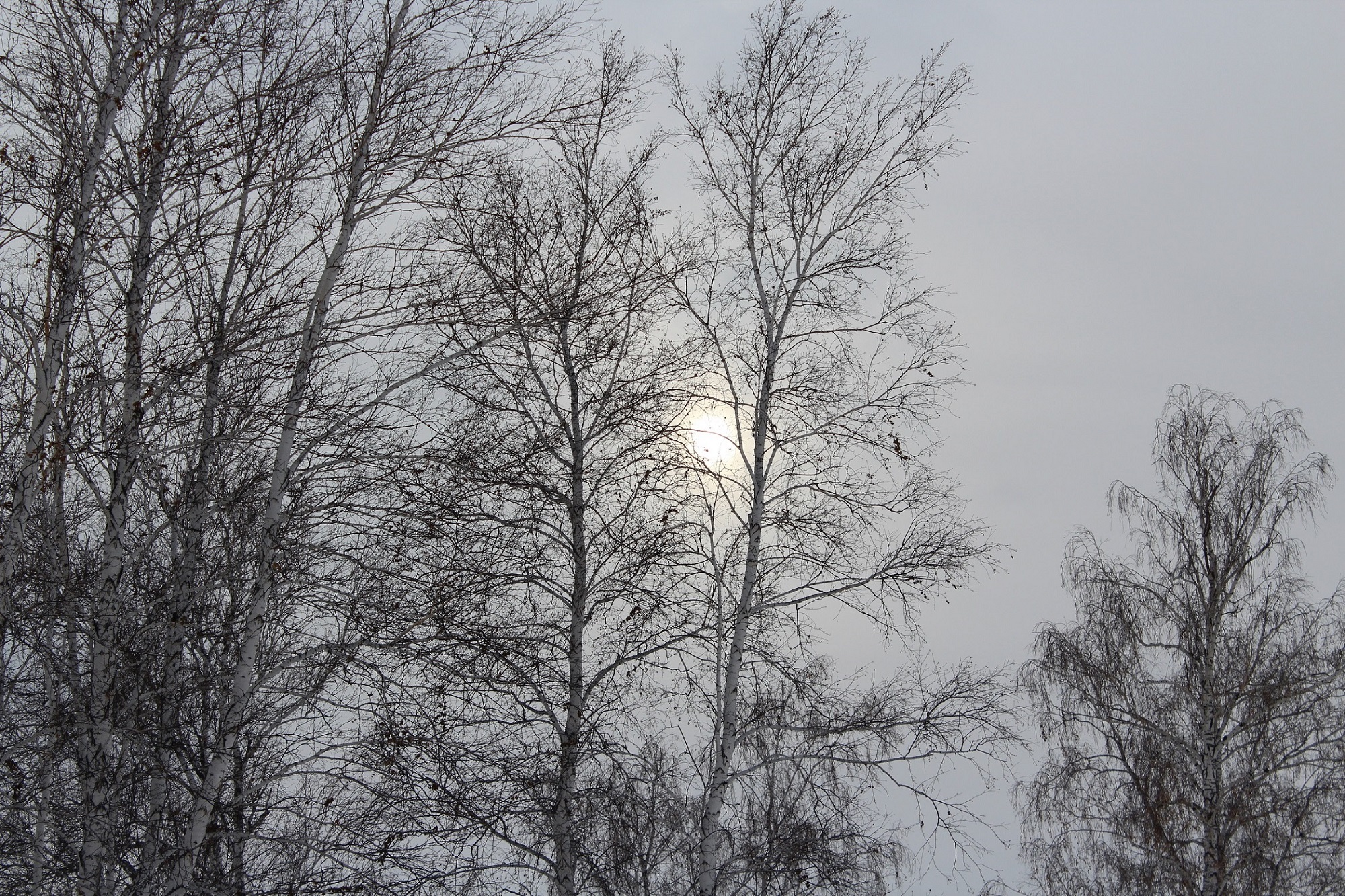 IMG_4354.JPG